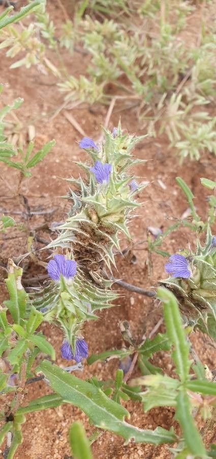 Blepharis linariifolia flower