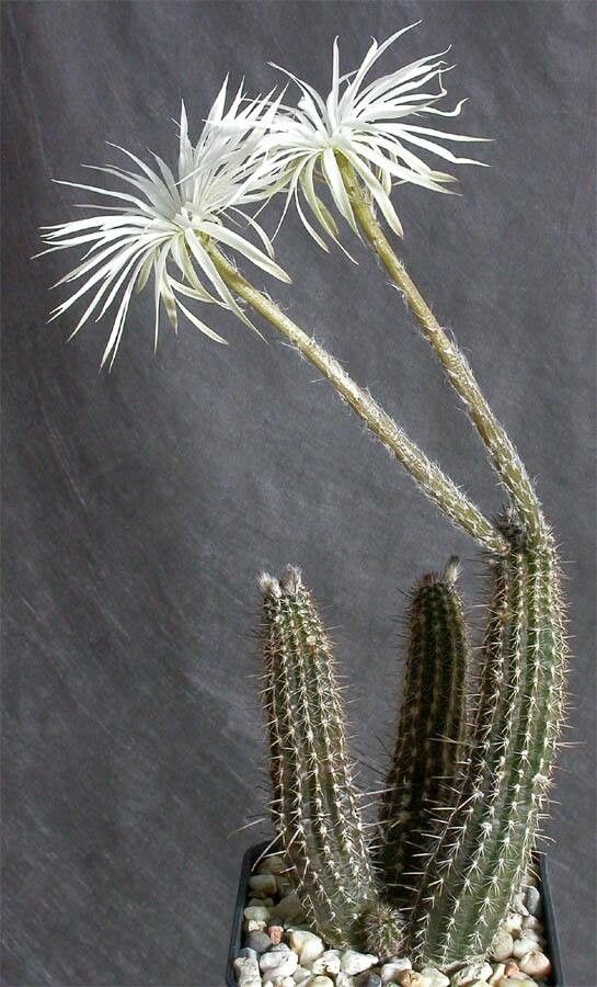 Setiechinopsis mirabilis habit