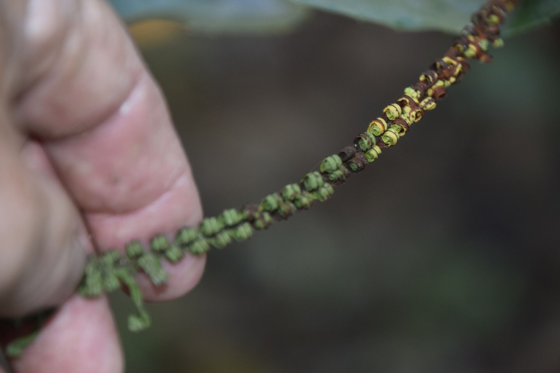 Pecluma plumula fruit
