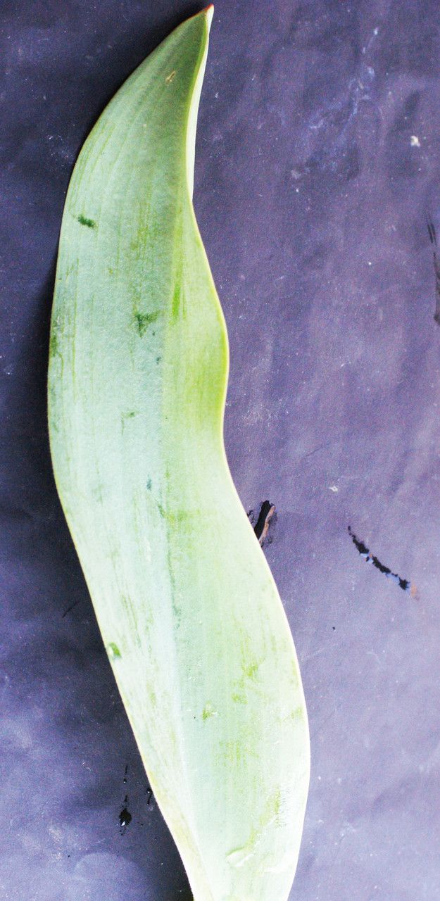 Tulipa mauriana leaf