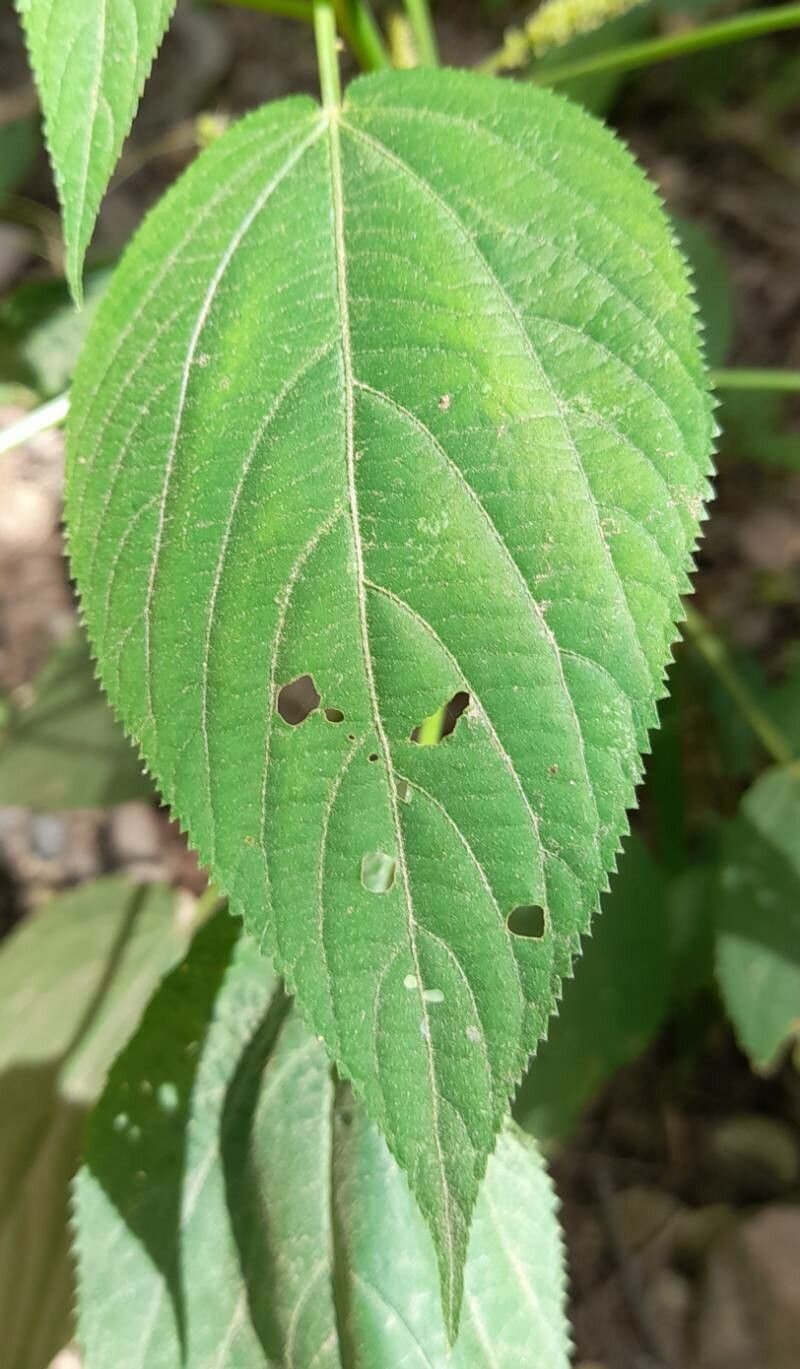Acalypha communis — search result for 'Acalypha'