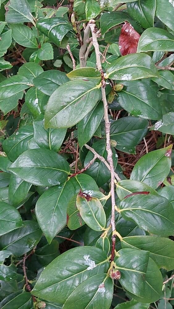 Camellia rusticana — search result for 'Camellia'