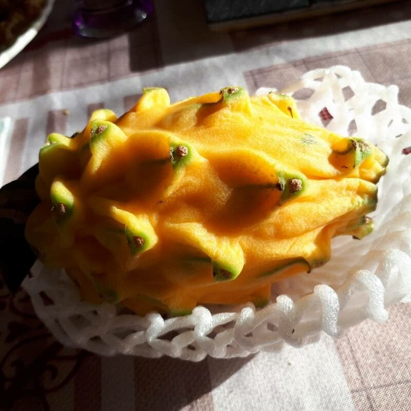 Selenicereus megalanthus fruit