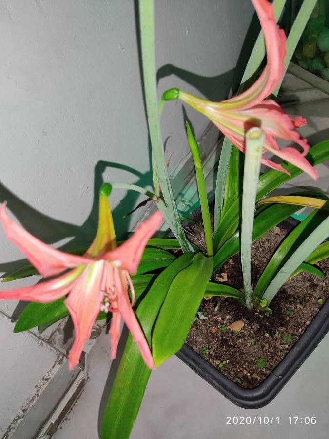 Hippeastrum striatum — large blooms houseplant