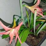 Hippeastrum striatum