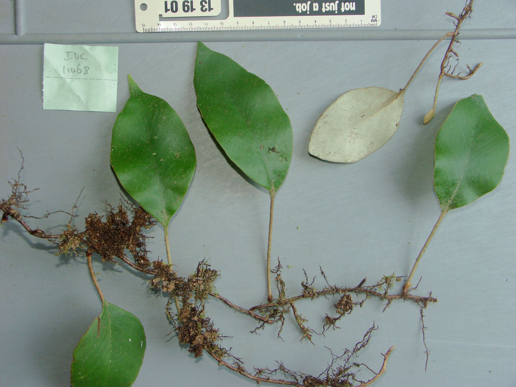 Pyrrosia abbreviata — related species from the same genus