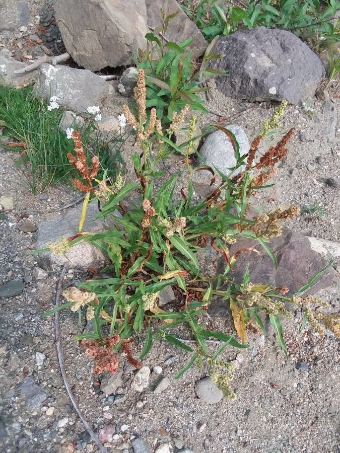 Rumex salicifolius leaf