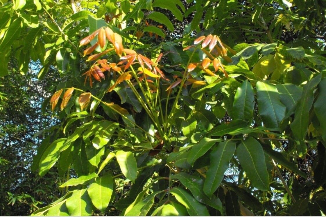 Khaya anthotheca — search result for 'Ghana'