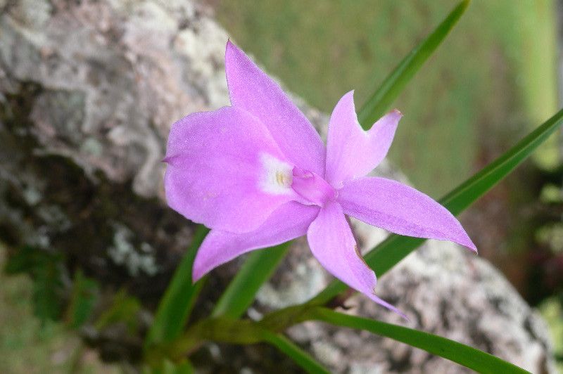 Dimerandra elegans flower