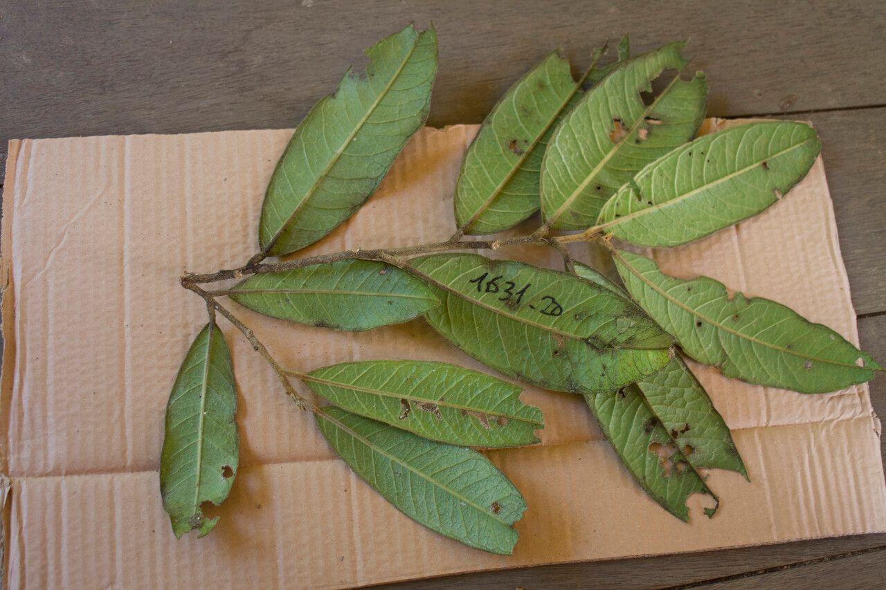 Tapura amazonica leaf