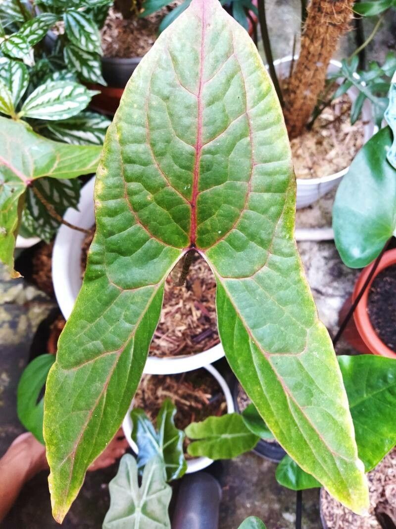 Cyrtosperma johnstonii leaf