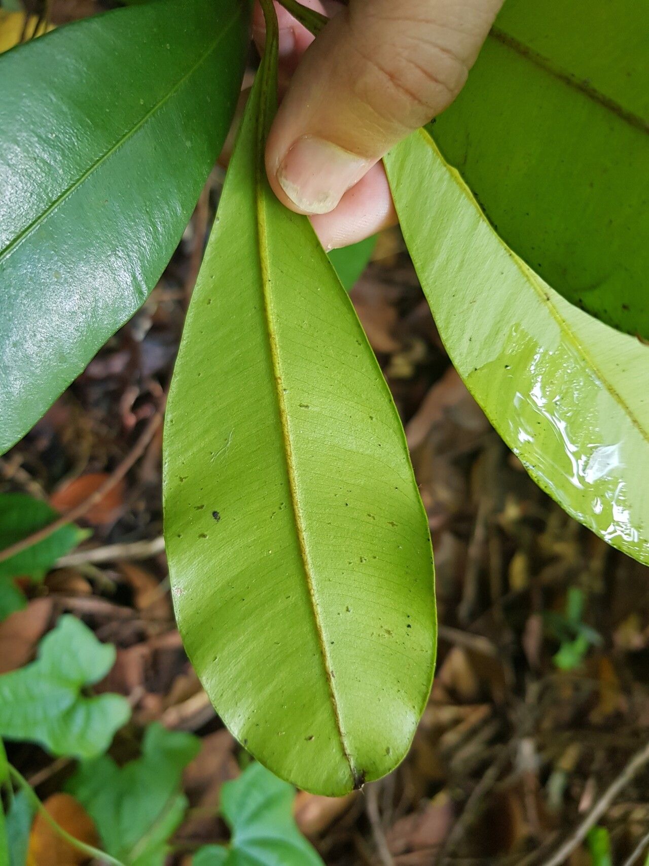 Calophyllum teysmannii leaf