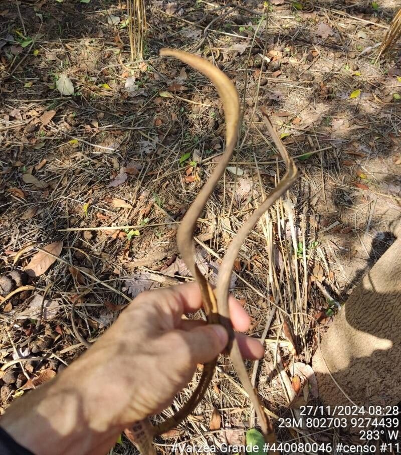 Godmania dardanoi fruit