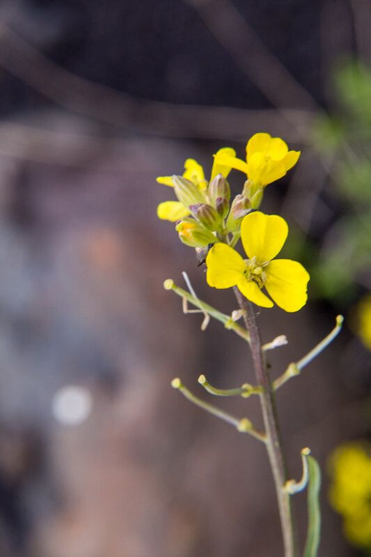 Erysimum bonannianum flower