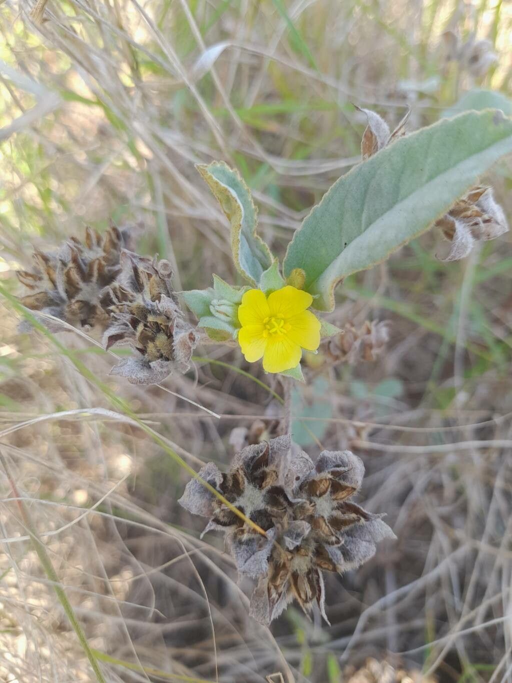 Melhania velutina flower