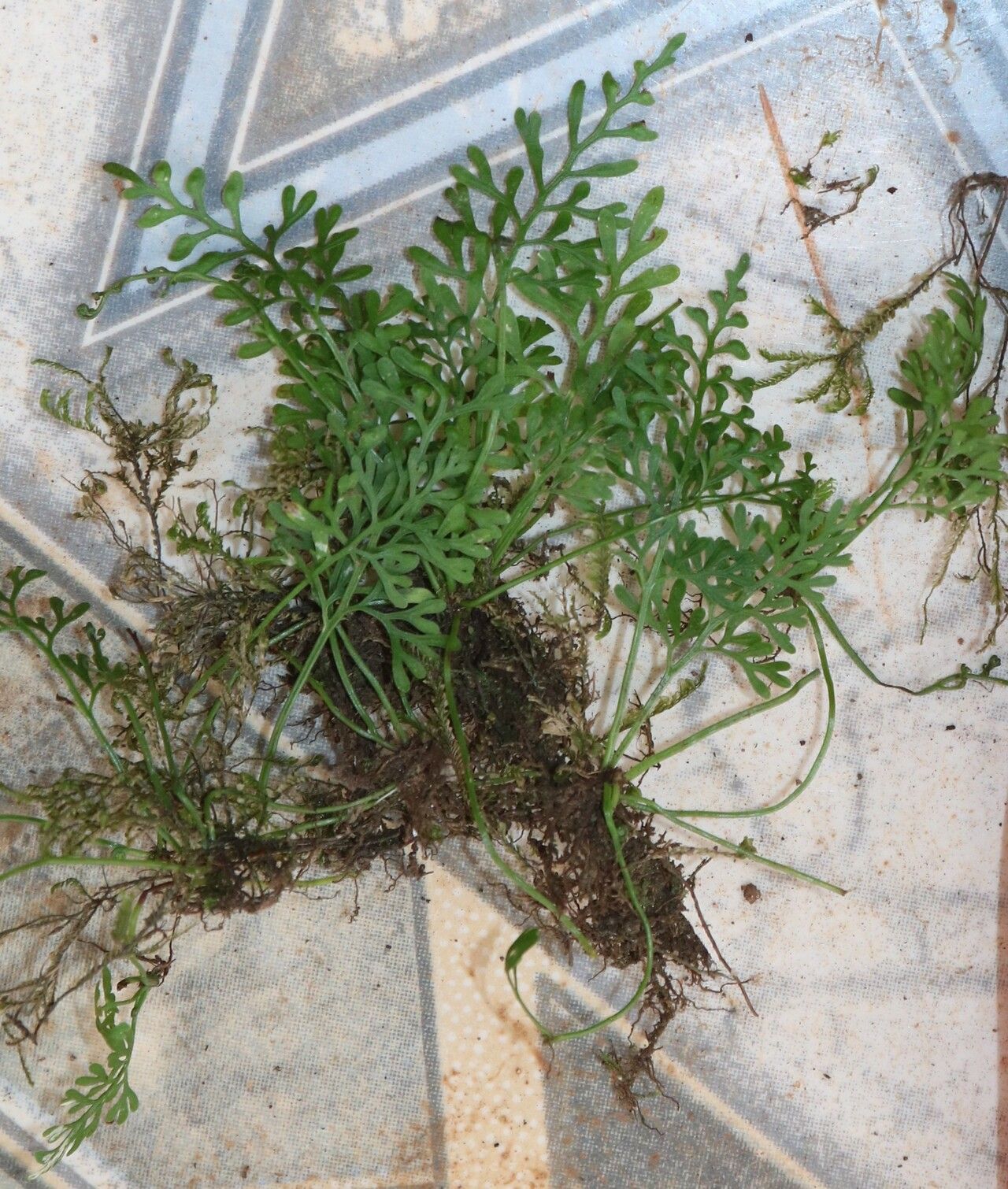Asplenium mannii habit
