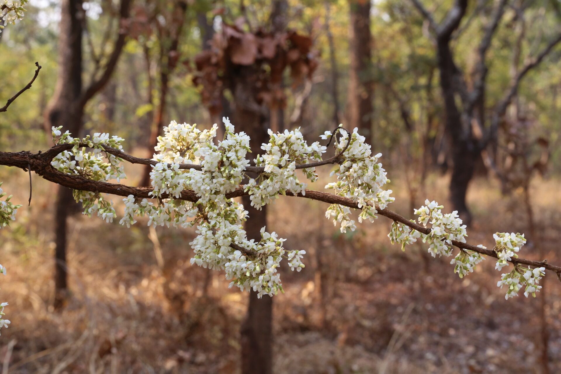 Dalbergia nitidula habit