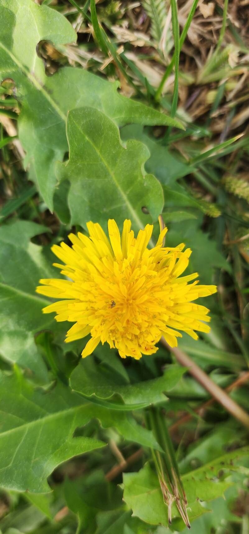 Taraxacum sonchoides flower