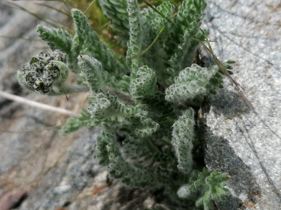 Achillea nana — search result for 'Achillea'