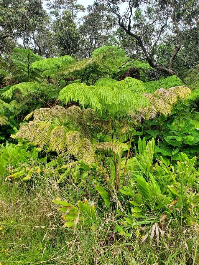 Cibotium glaucum leaf