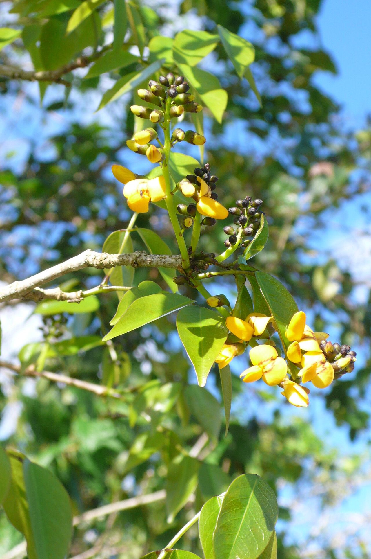 Platymiscium floribundum flower