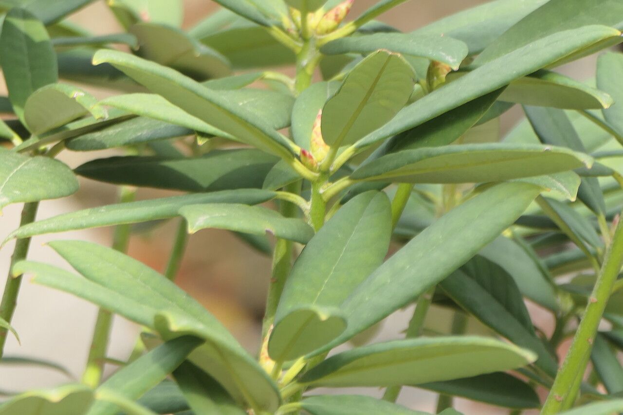 Rhododendron pingianum — houseplant care guide