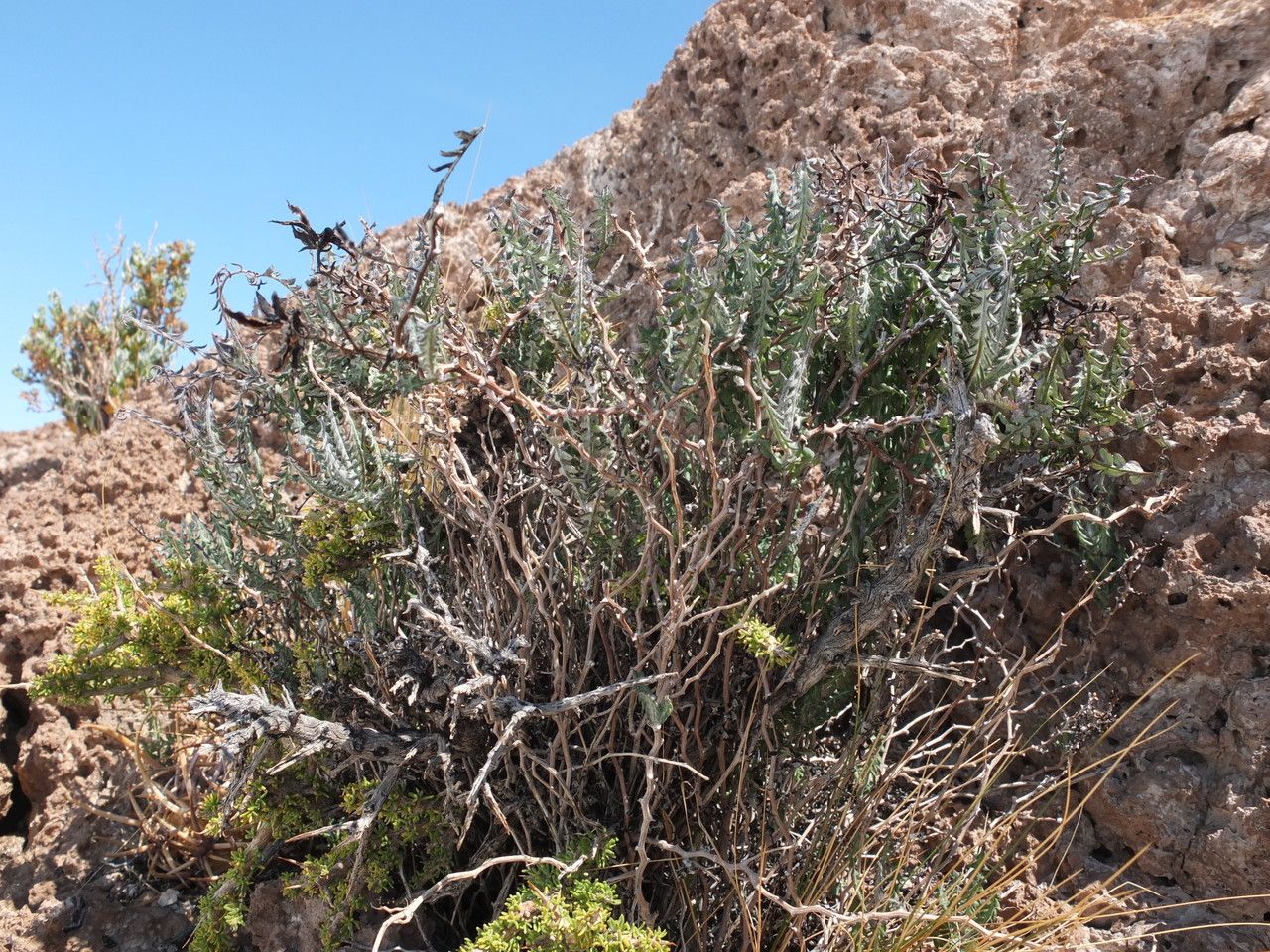Mutisia hamata habit