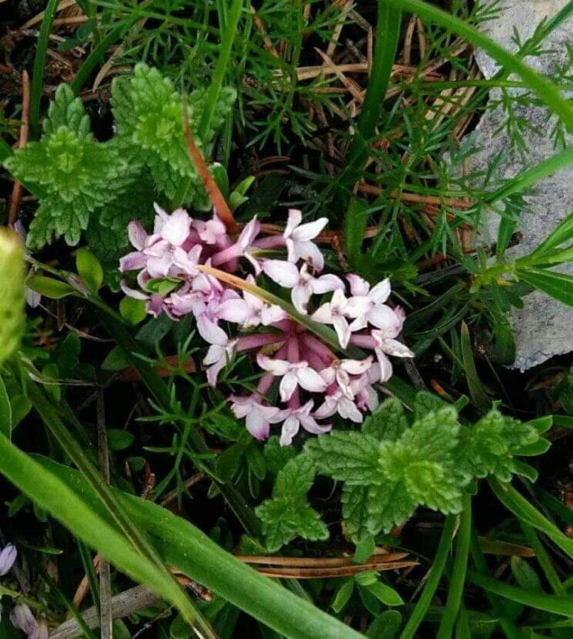Daphne striata flower