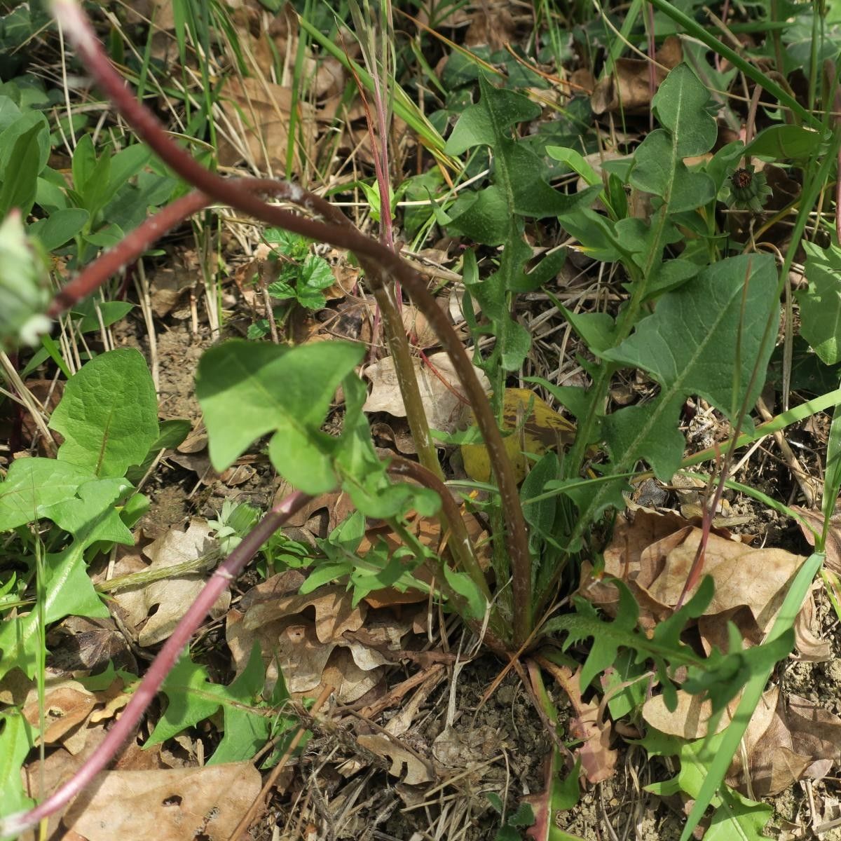 Taraxacum aginnense — related species from the same genus