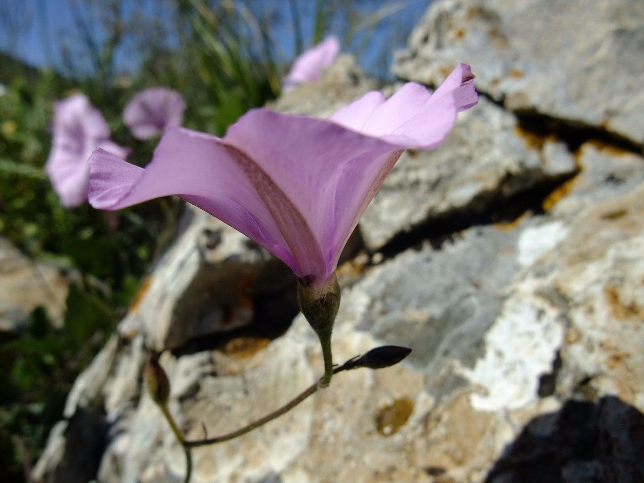 Convolvulus thunbergii flower