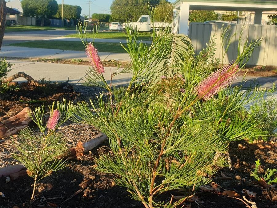 Grevillea petrophiloides flower