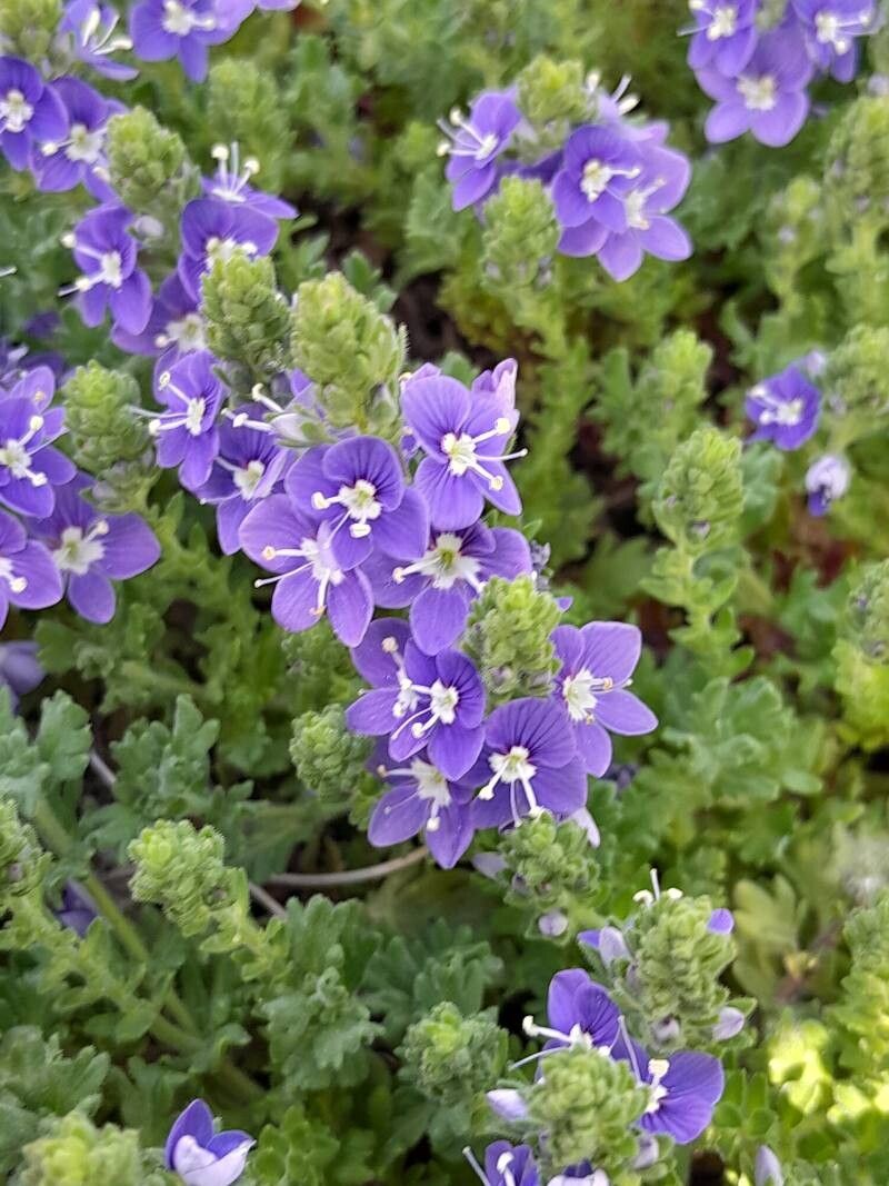 Veronica pectinata flower