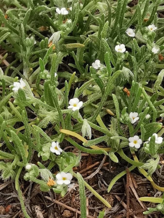 Plagiobothrys bracteatus — related species from the same genus
