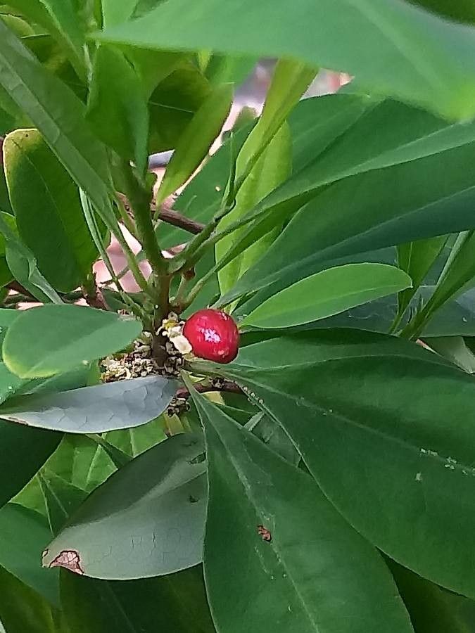 Erythroxylum coca fruit