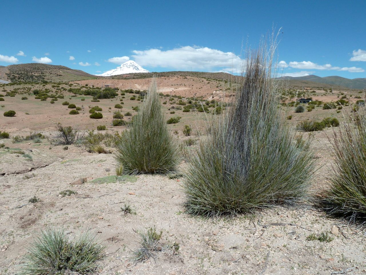 Festuca chrysophylla habit
