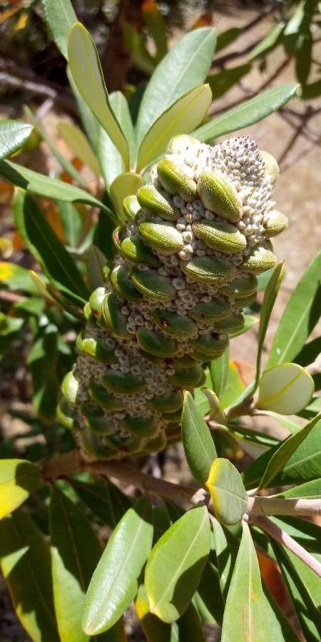 Banksia marginata fruit
