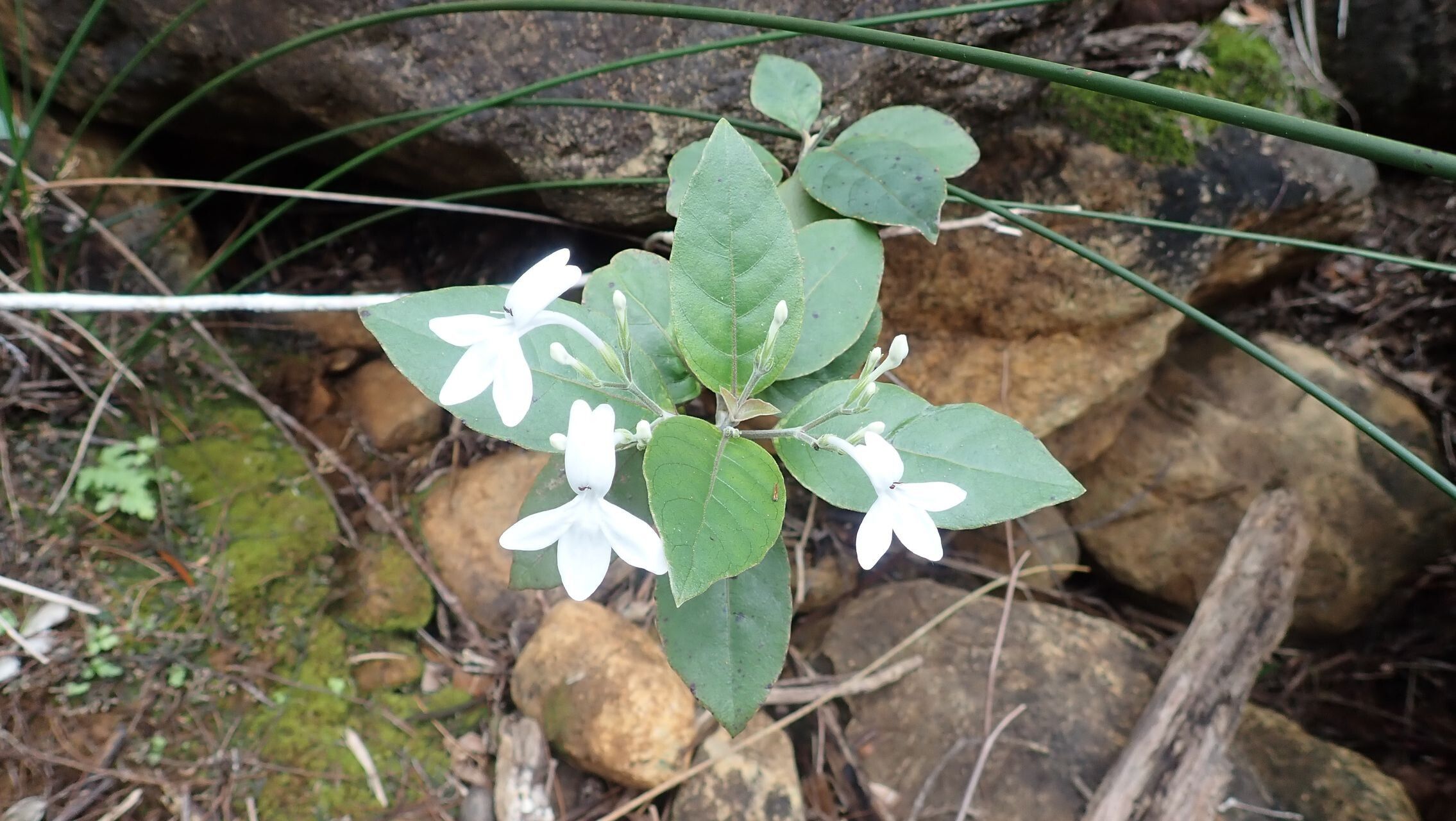 Pseuderanthemum comptonii — related species from the same genus