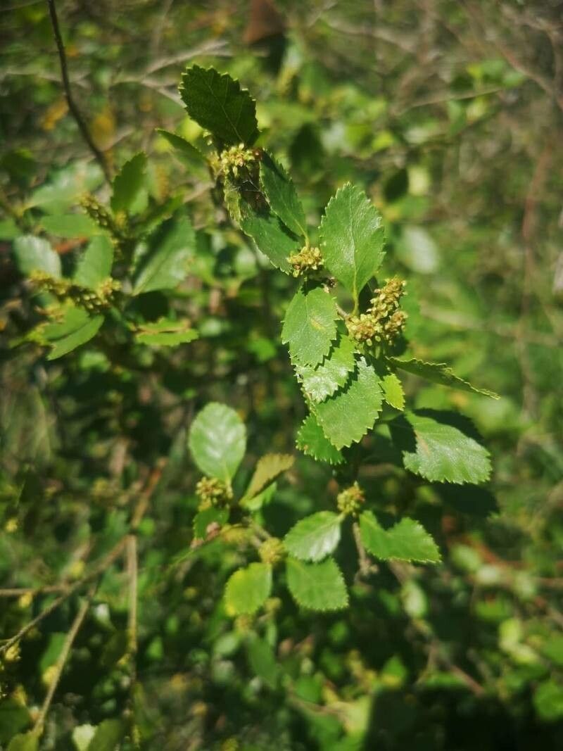 Betula humilis leaf