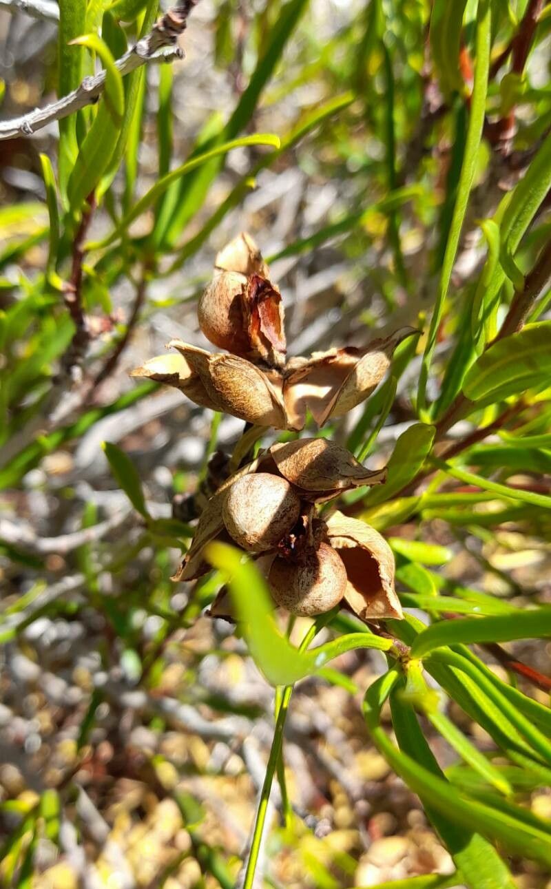 Colliguaja integerrima fruit