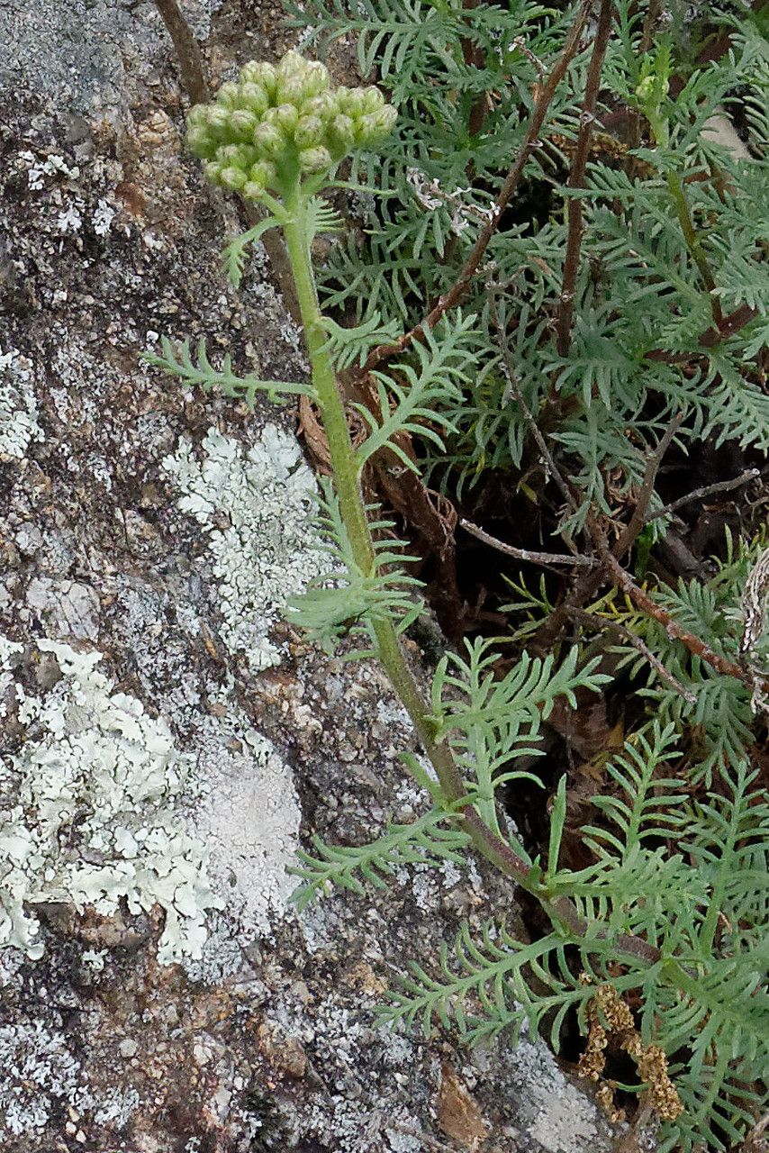 Achillea chamaemelifolia leaf