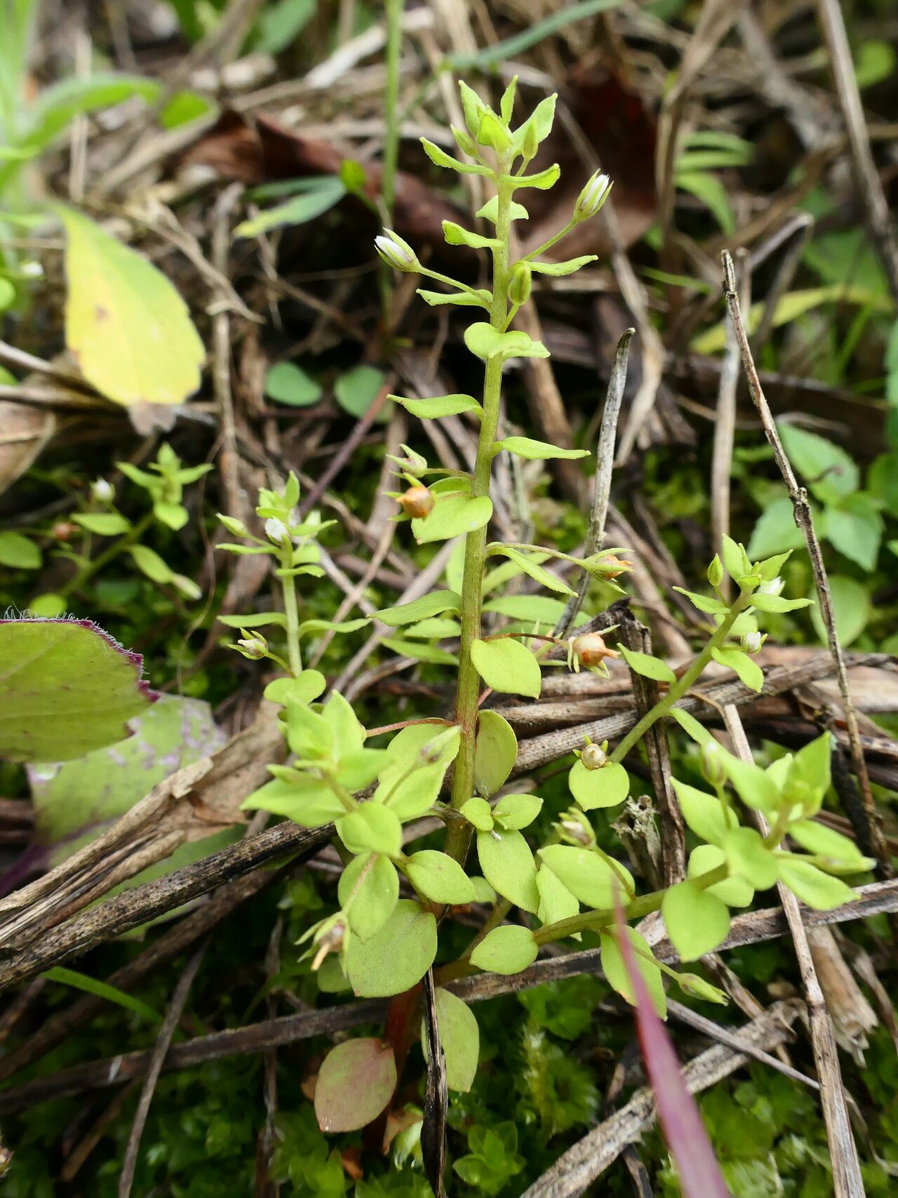 Lysimachia ovalis habit