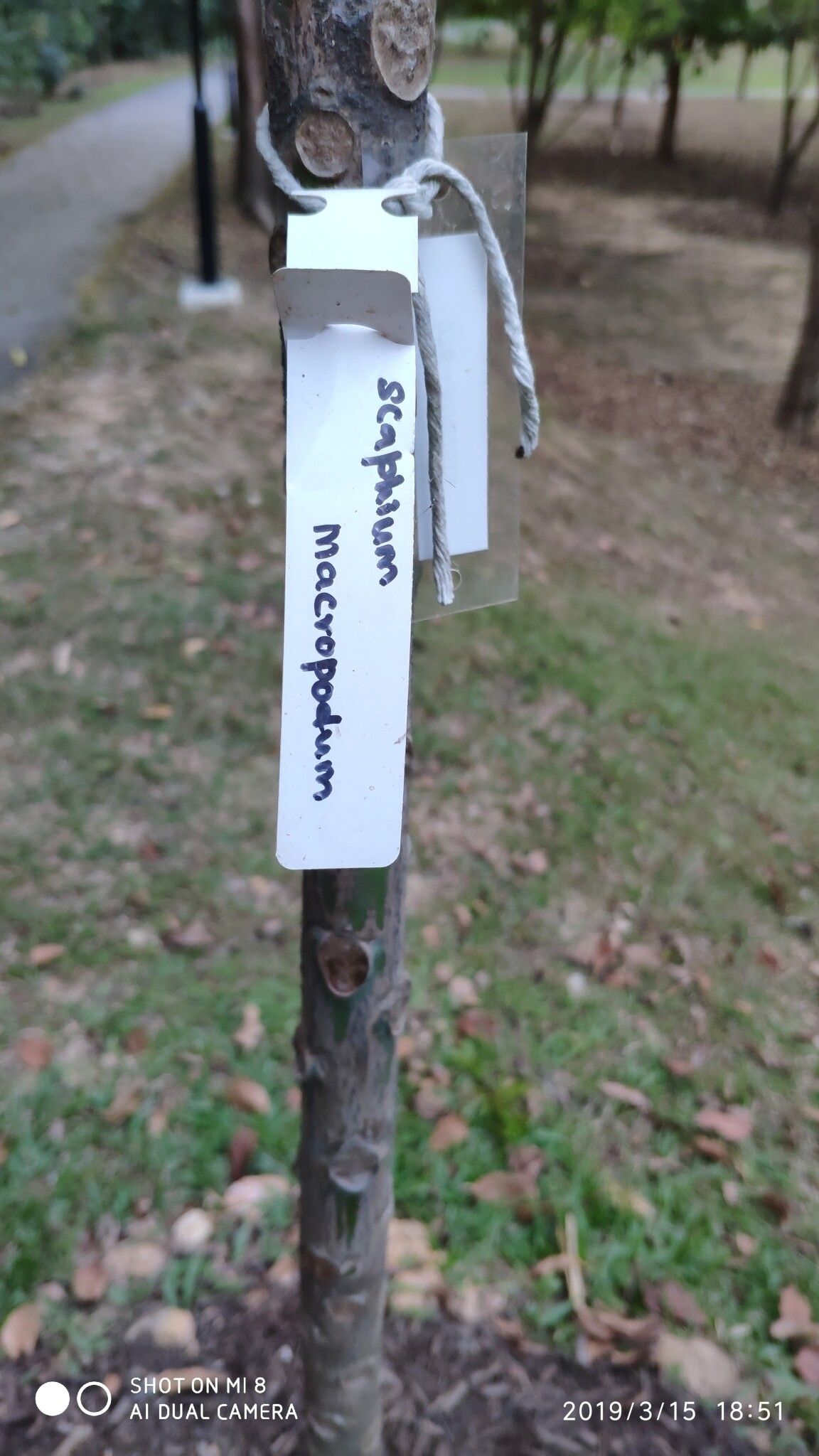 Scaphium macropodum bark