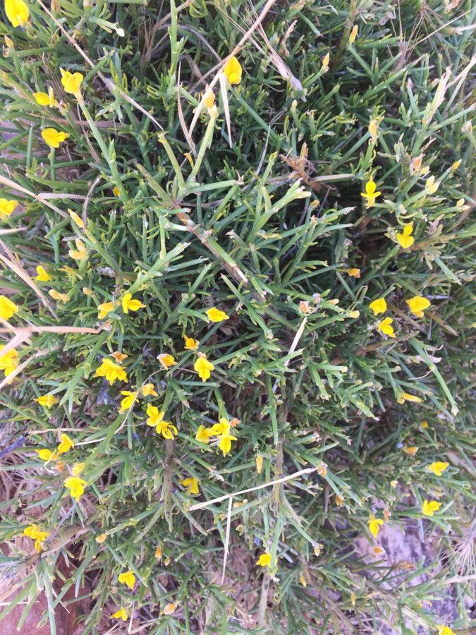 Genista acanthoclada flower