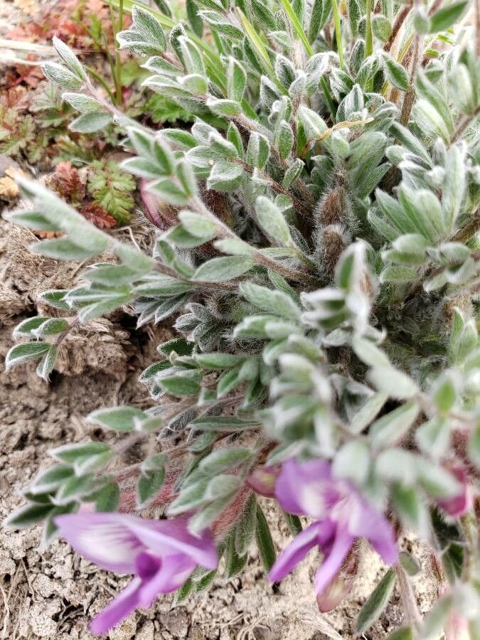 Astragalus purshii — search result for 'Astragalus'