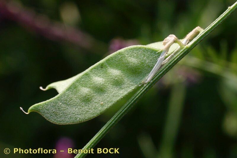 Vicia eriocarpa fruit