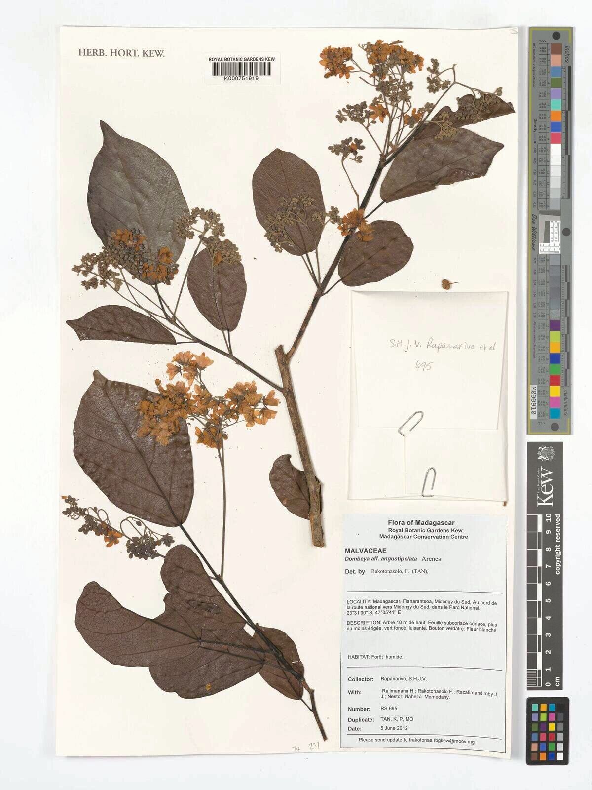 Dombeya dichotomopsis — houseplant care guide