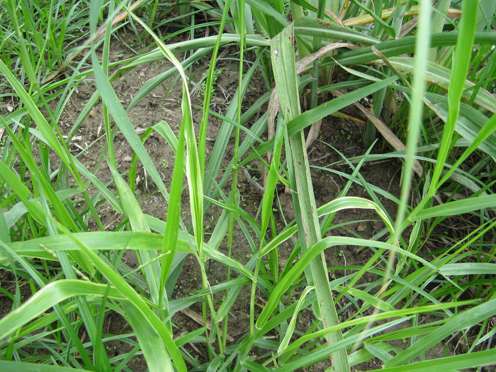 Urochloa subquadripara leaf
