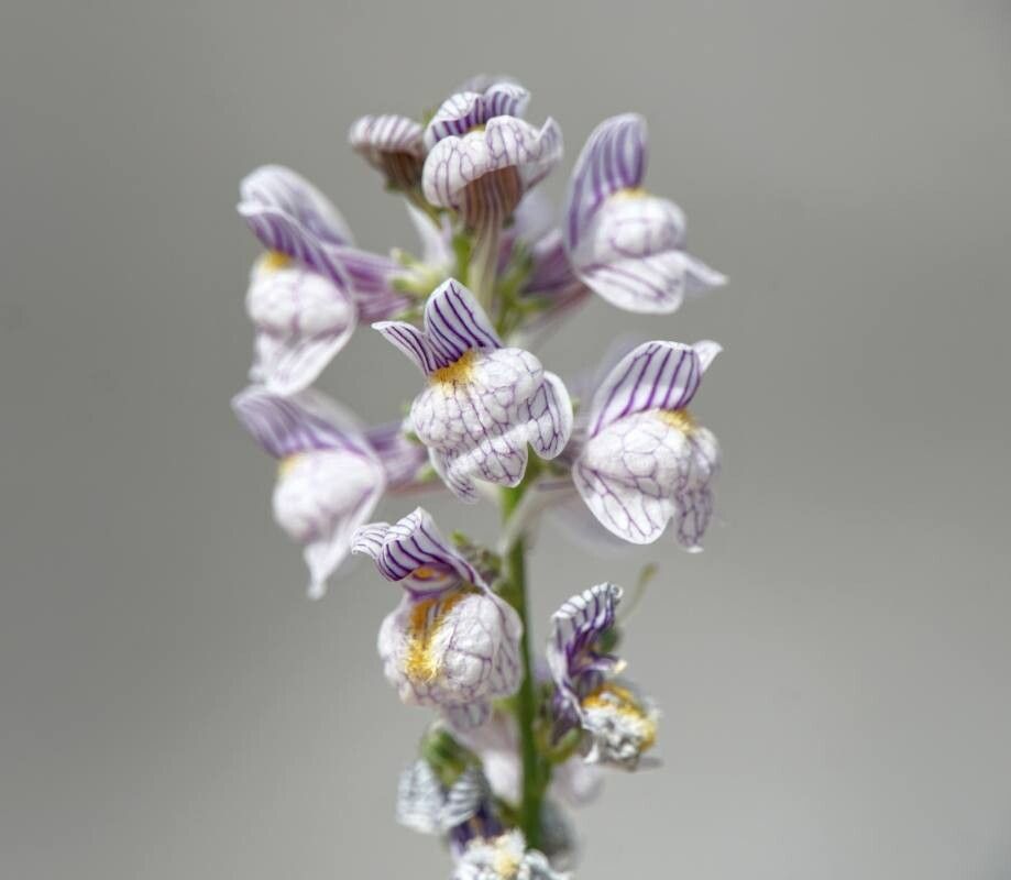 Linaria microsepala — search result for 'Linaria'