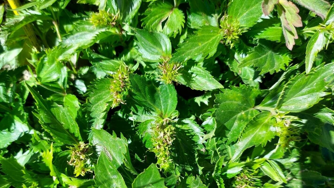 Paederota lutea — related species from the same genus