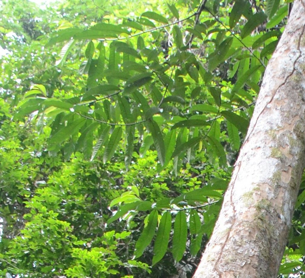 Knema scortechinii — houseplant care guide